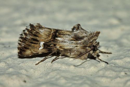 Calophasia lunula